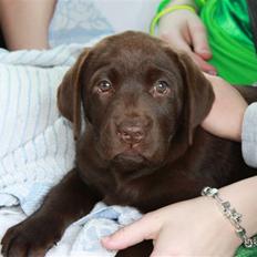 Labrador retriever Paris