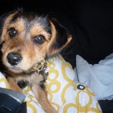 Blanding af racer Coco