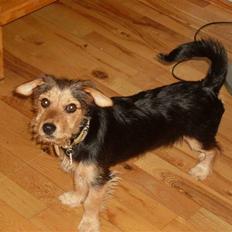 Blanding af racer Coco