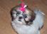 Shih tzu Nellie - Her er jeg 3½mdr. gammel