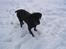 Labrador retriever Chili *formel 1* - Chili eeeeeeeeeelsker sne xD