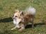 Chihuahua Dusty