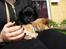 Blanding af racer Bamse