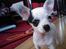 Chihuahua Lucas
