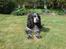 Cocker spaniel Mille - Mille nyder lige det dejlige vejr! :D