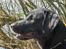 Labrador retriever (formel 1) MAX