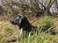 Labrador retriever (formel 1) MAX
