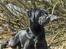 Labrador retriever (formel 1) MAX