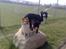 Border collie be my magtic (makker)