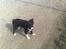 Border collie be my magtic (makker)