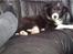 Border collie be my magtic (makker)