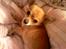 Chihuahua jessica