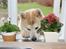 Akita inu Silver - Der sidder en vovse i mit vindue