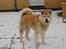 Akita inu Silver - Jaaaaah første sne!