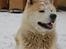 Akita inu Silver - Snow Dogs, go home!