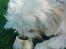 Chinese crested powder puff buster {R.I.P} - hmm, lækker ben(: