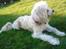 Chinese crested powder puff buster {R.I.P} - hehe(: