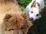 Chow chow Ballou - RIP <3 - Ihh hvor er det sjovt a lege med min bedste ven Milo :)