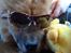 Chow chow Ballou - RIP <3 - Så er sommeren kommet til nordjylland