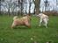 Chow chow Ballou - RIP <3 - Her leger jeg med kusine Nicki