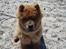 Chow chow Ballou - RIP <3 - Jeg er ved havet, igen.. ;D