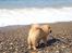 Chow chow Ballou - RIP <3 - Mere vand.. aaaah