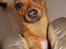 Blanding af racer Chihuahua/Dværgpinscher *~ Paya ~* R.I.P - Paya smiler det bedste hun har lært! :)