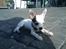 Chihuahua Lucas