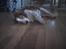 Welsh springer spaniel NIkko - "lad mig nu sove"