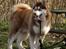 Alaskan malamute Sakima - 1 år