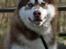 Alaskan malamute Sakima - 1 år