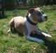 Amerikansk staffordshire terrier Jack