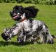 Cocker spaniel Castello