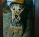 Airedale terrier Chang