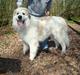 Pyreneerhund WondererWhite`s