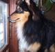 Shetland sheepdog BATMANN 
