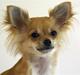 Chihuahua Chica