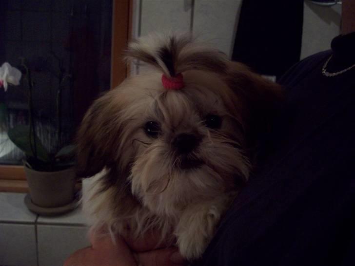 Shih tzu Nellie - på armen af min far billede 11