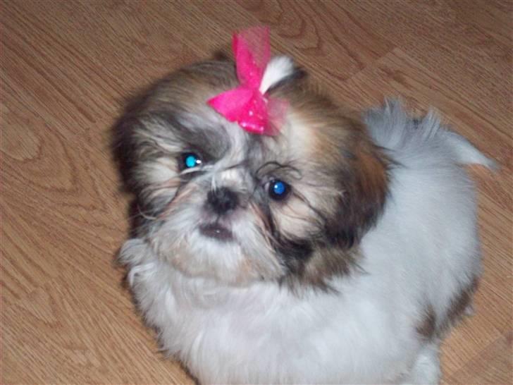 Shih tzu Nellie - Her er jeg 3½mdr. gammel billede 12