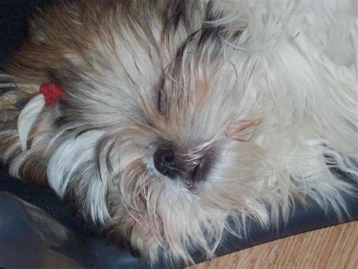 Shih tzu Nellie - ZZZzzzzzzz i drømmeland. billede 13