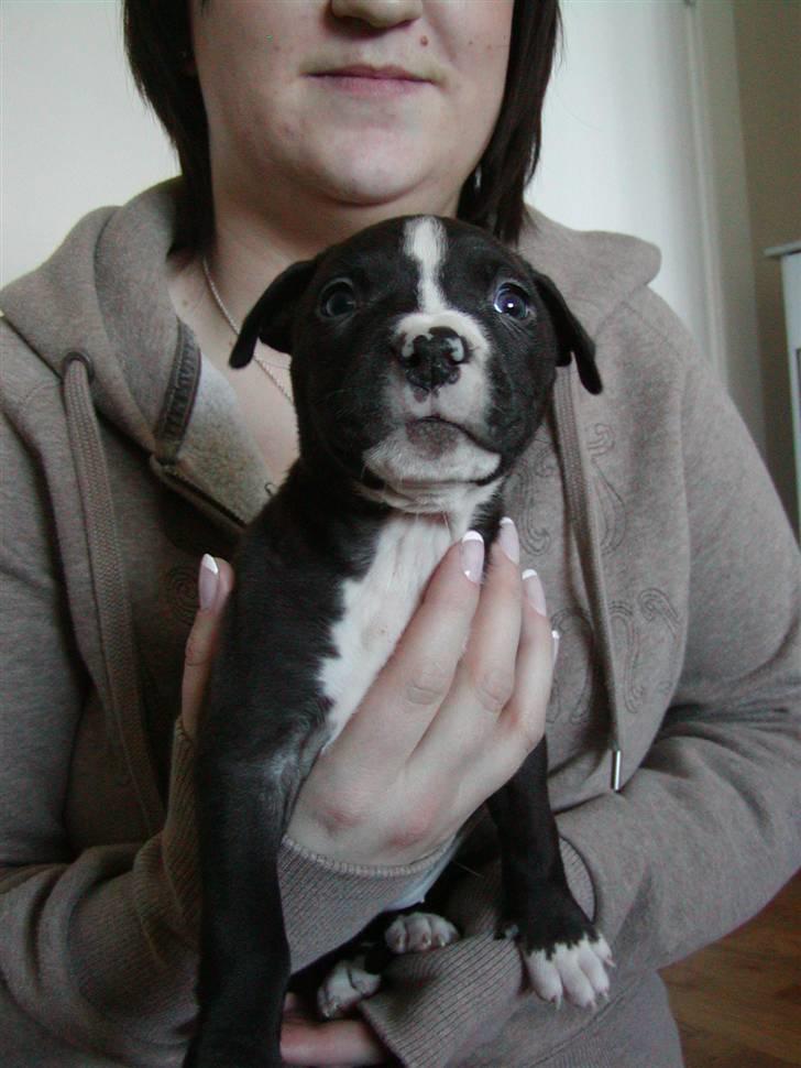 Amerikansk staffordshire terrier Lilo - lilo 5uger, med sin tante billede 1