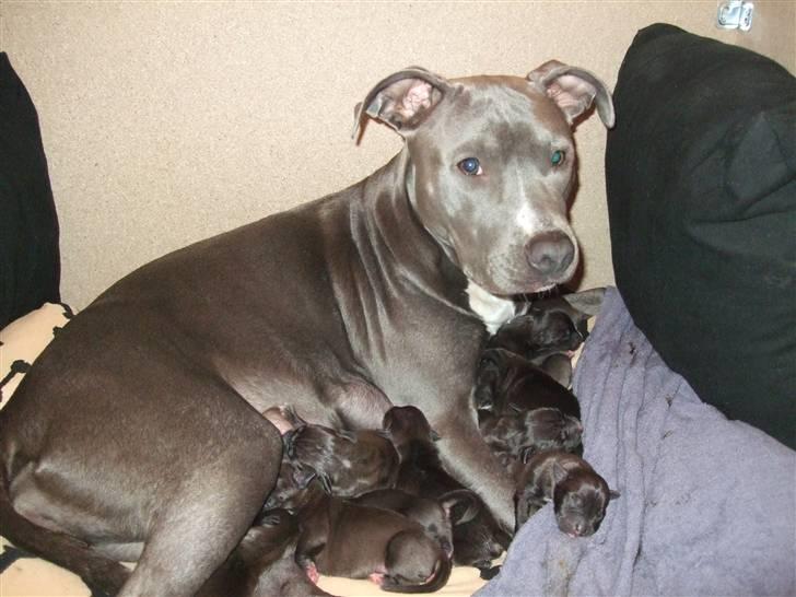 Amerikansk staffordshire terrier Lilo - lige født, ligger med deres mor billede 2