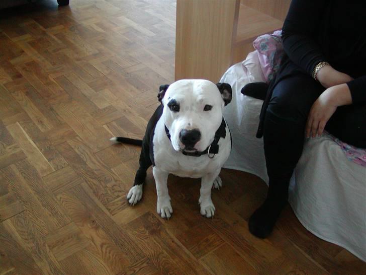 Amerikansk staffordshire terrier Lilo - Lilo,s mormor billede 3