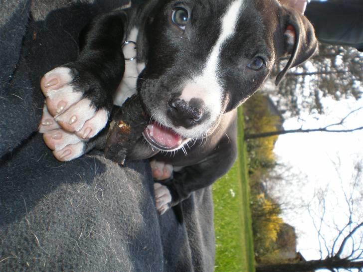 Amerikansk staffordshire terrier Lilo - uhh det er guf med en pind. hendes første dag hos os.  billede 4