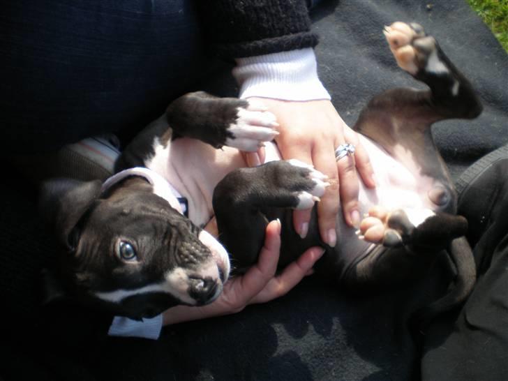 Amerikansk staffordshire terrier Lilo - ja ja lige der, og så lidt til højre.  billede 5