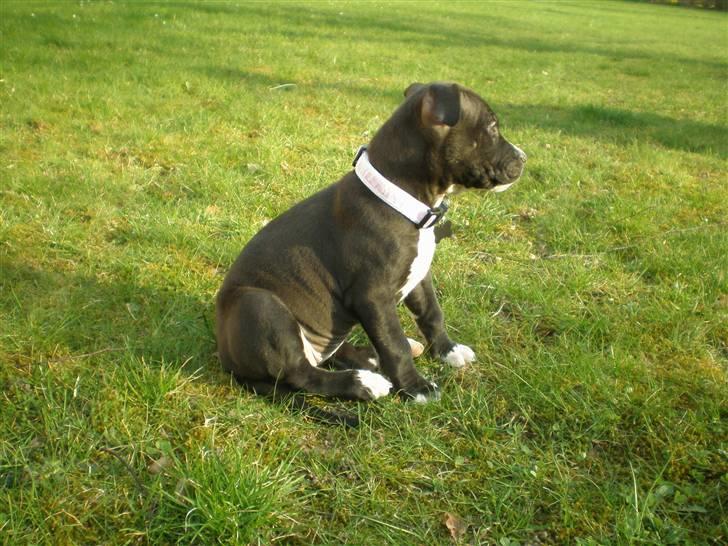 Amerikansk staffordshire terrier Lilo - hmmm hvad skal vi finde på..  billede 6