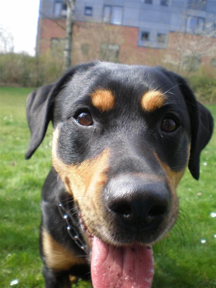 Blanding af racer Freja himmelhund - Halløjsa billede 17