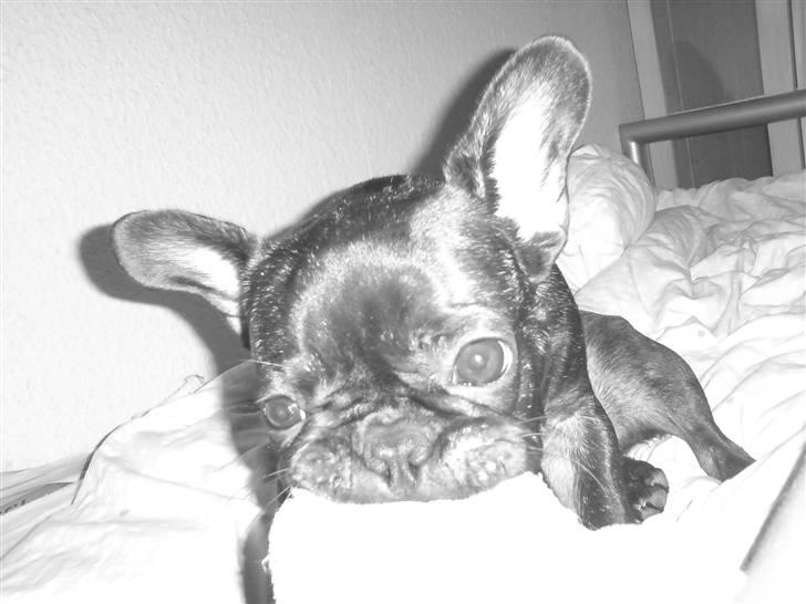 Fransk bulldog DIva billede 6