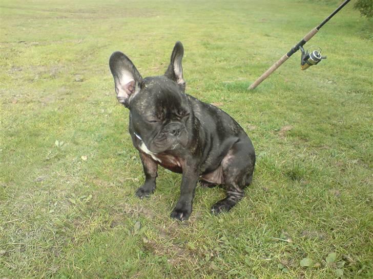 Fransk bulldog DIva billede 7