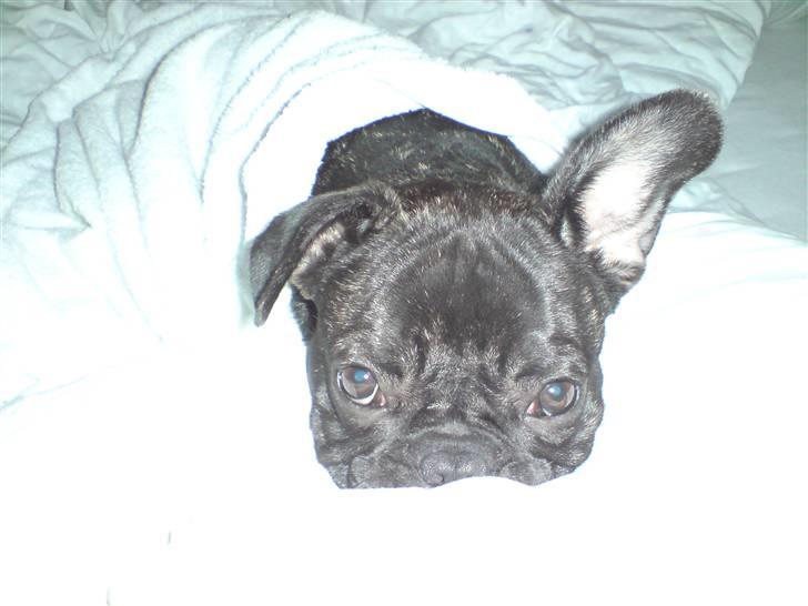 Fransk bulldog DIva billede 8